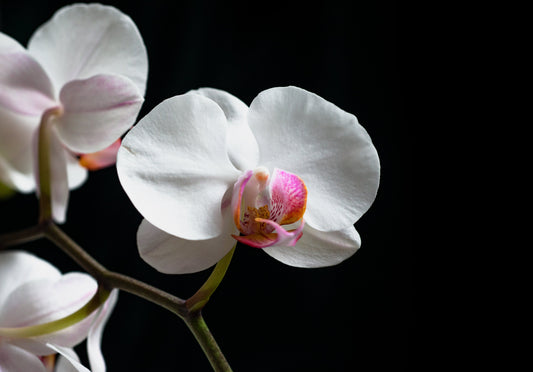 Orchid Bliss Wax Bar