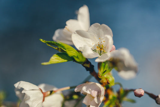 White Blossom Wax Bar